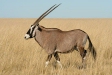 Gemsbok, Etosha National Park
