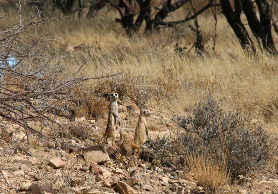 Meercats on the lookout, Spitskoppe