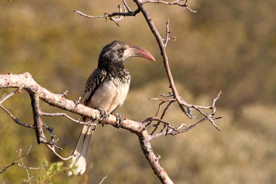 Monteiro's Hornbill, Erongo Mountains