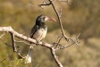 Monteiro's Hornbill, Erongo Mountains