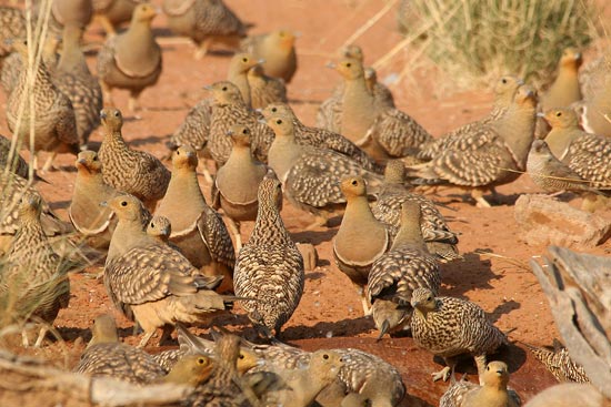 Namaqua Sandgrouse, Sossusvlei
