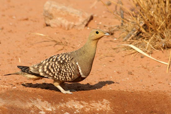 Namaqua Sandgrouse waiting its turn, Sossusvlei