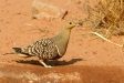 Namaqua Sandgrouse waiting its turn, Sossusvlei
