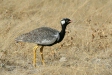 Northern Black Korhaan, Etosha National Park
