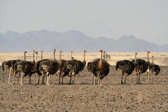 Ostrich, Sossusvlei