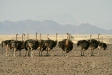 Ostrich, Sossusvlei