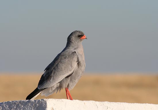 Pale Chanting Goshawk, Etosha National Park