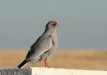 Pale Chanting Goshawk, Etosha National Park