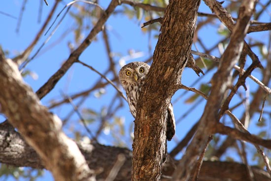 Pearl-spotted Owlet, Etosha National Park
