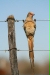 Red-faced Mousebird, Omaruru, Erongo