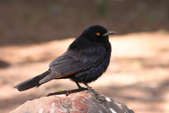 Pale-winged Starling, Waterberg Plateau