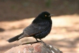 Pale-winged Starling, Waterberg Plateau