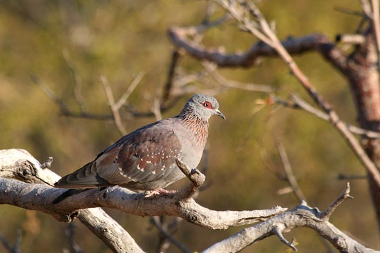 Speckled Pigeon, Erongo Mountains