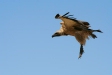 White-backed Vulture, Etosha National Park