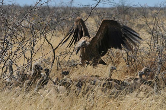 White-backed Vultures, Etosha National Park