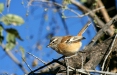 White-browed Scrub Robin, Etosha National Park