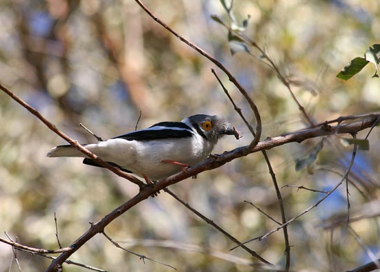 White-crested Helmet-Shrike, Etosha National Park