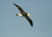 Laysan Albatross