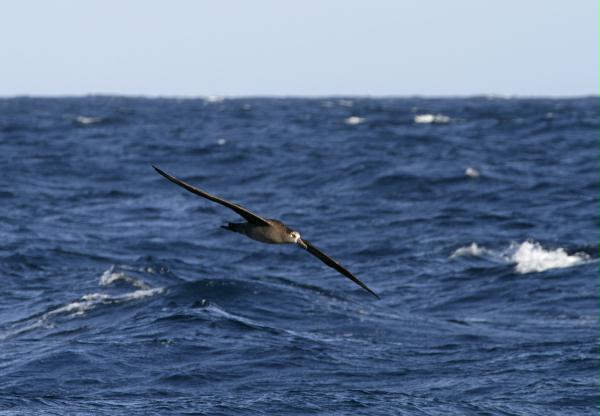 Black-footed Albatross