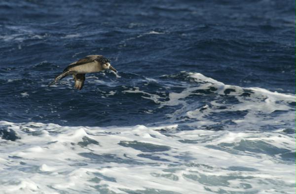 Black-footed Albatross