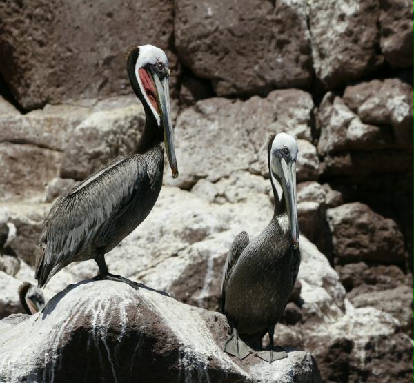 Brown Pelican