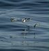 Red (Grey) and Red-necked Phalaropes