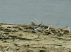 Snowy Plover