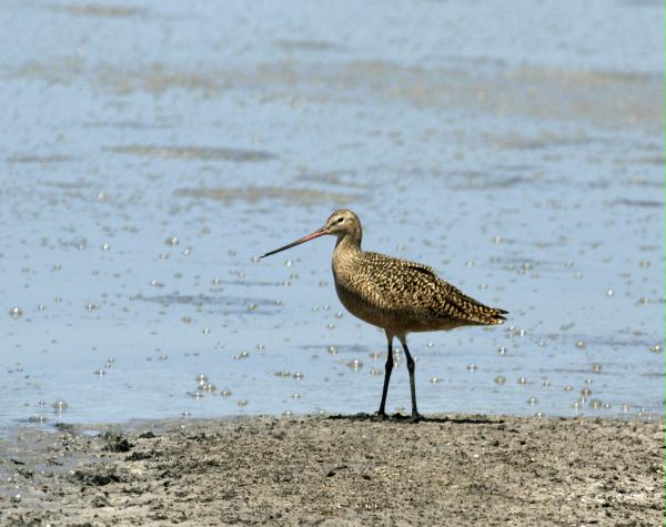 Marbled Godwit