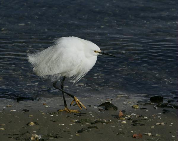 Snowy Egret