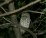 Elf Owl