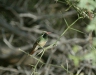 Xanthus's Hummingbird