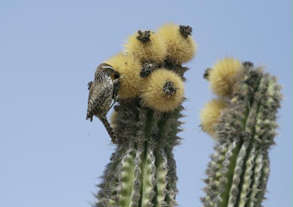 Cactus Wren
