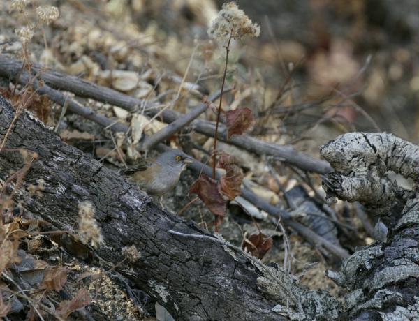 Baird's Junco