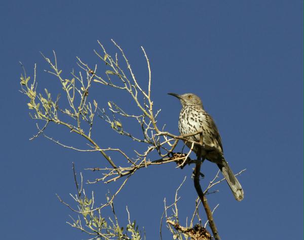 Gray Thrasher