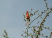 Northern Cardinal