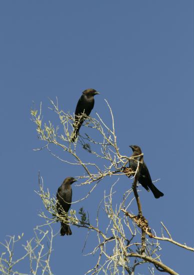 Brown-headed Cowbird