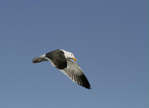 Western Gull