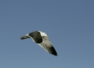 Western Gull
