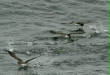 Pink-footed Shearwater
