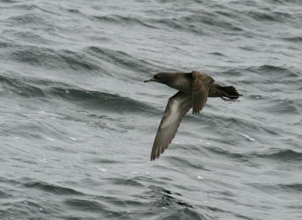 Sooty Shearwater