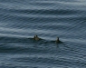 Craveri's Murrelet