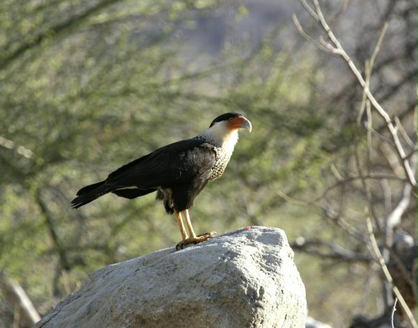 Crested (or Northern) Caracara