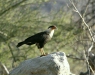 Crested (or Northern) Caracara