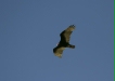 Turkey Vulture
