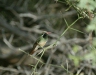 Xanthus's Hummingbird <i>Basilinna xantusii</i>