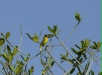 Mangrove Warbler <i>Dendroica petechia</i>