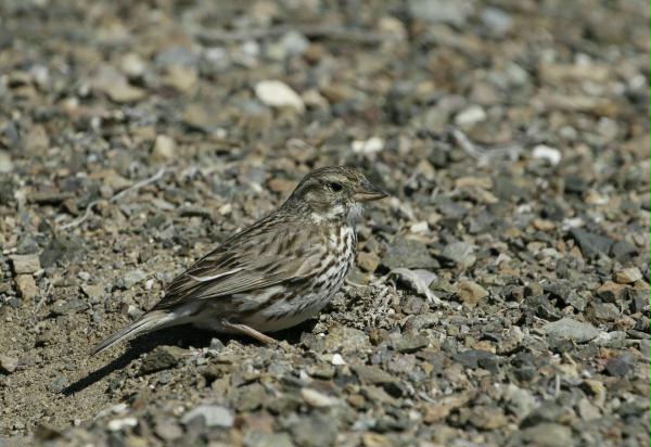 Savannah Sparrow <i>Passerculus sandwichensis</i>