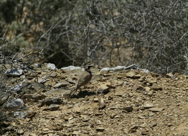 Shore (Horned) Lark <i>Eremophila alpestris</i>