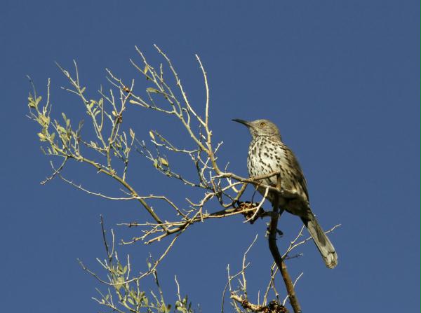 Gray Thrasher <i>Toxostoma cinereum</i>