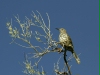 Gray Thrasher <i>Toxostoma cinereum</i>